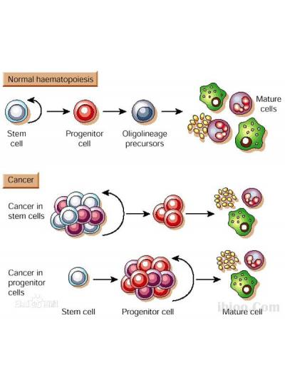 未來已來！干細(xì)胞療法在老年疾病治療方面的潛力正在逐步顯現(xiàn)！